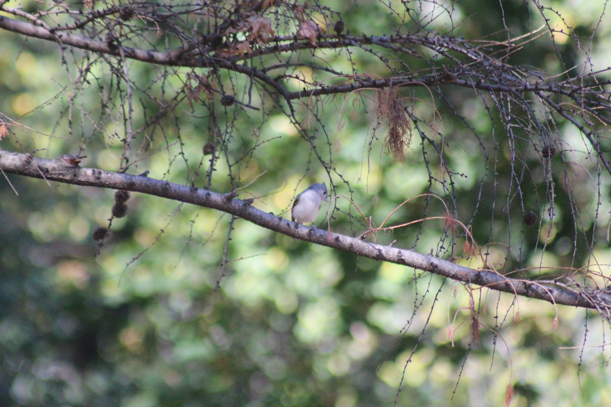 Tufted Titmouse - ML644348447