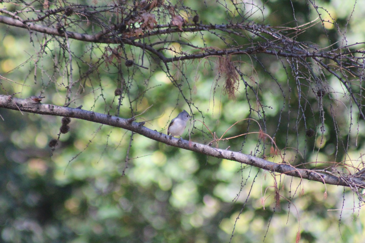 Tufted Titmouse - ML644348449