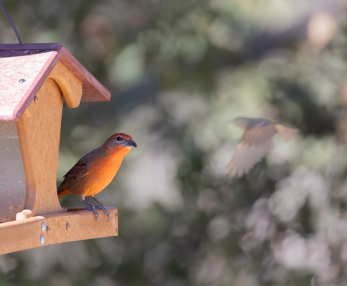 Hepatic Tanager - ML644348450