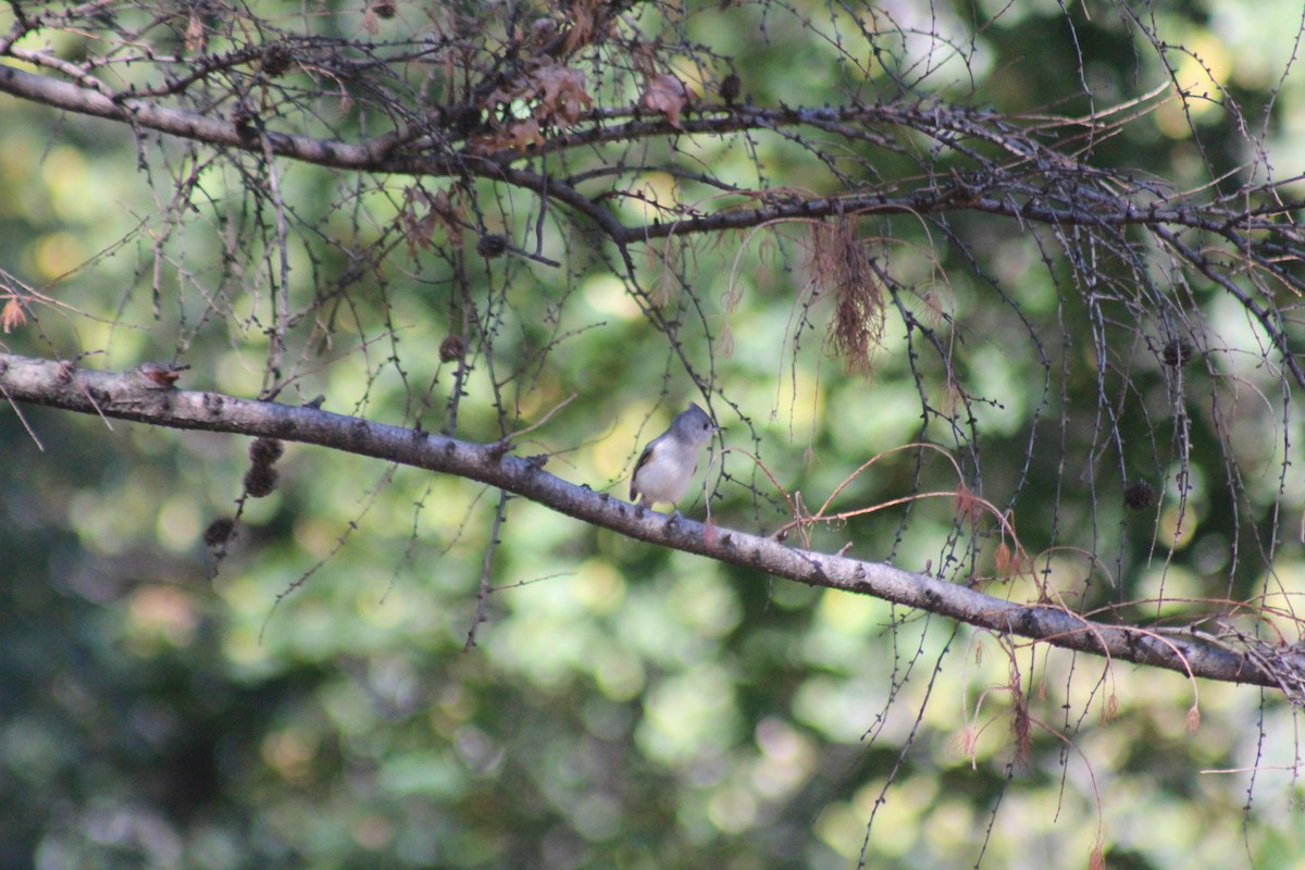 Tufted Titmouse - ML644348451