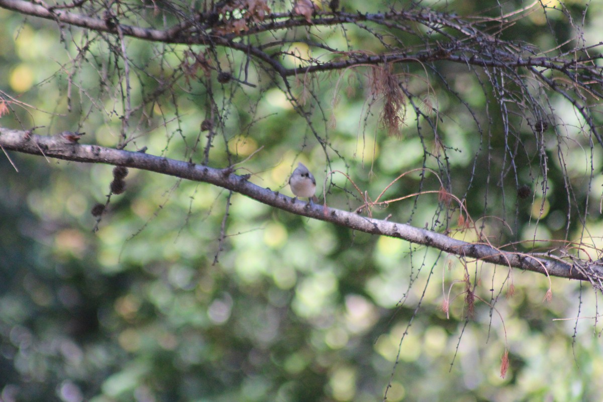 Tufted Titmouse - ML644348452