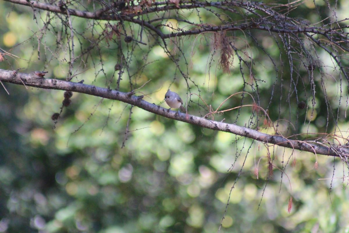 Tufted Titmouse - ML644348453