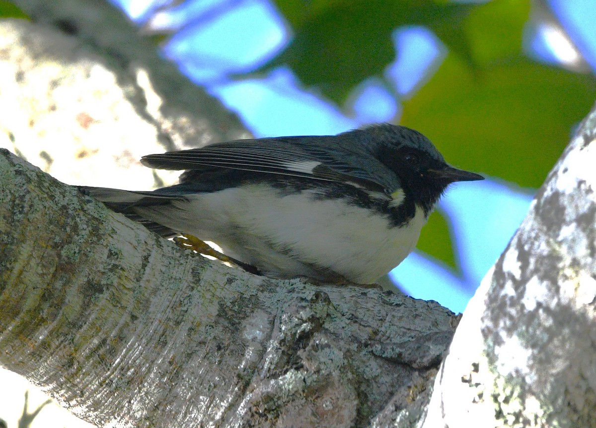 Black-throated Blue Warbler - ML644348463