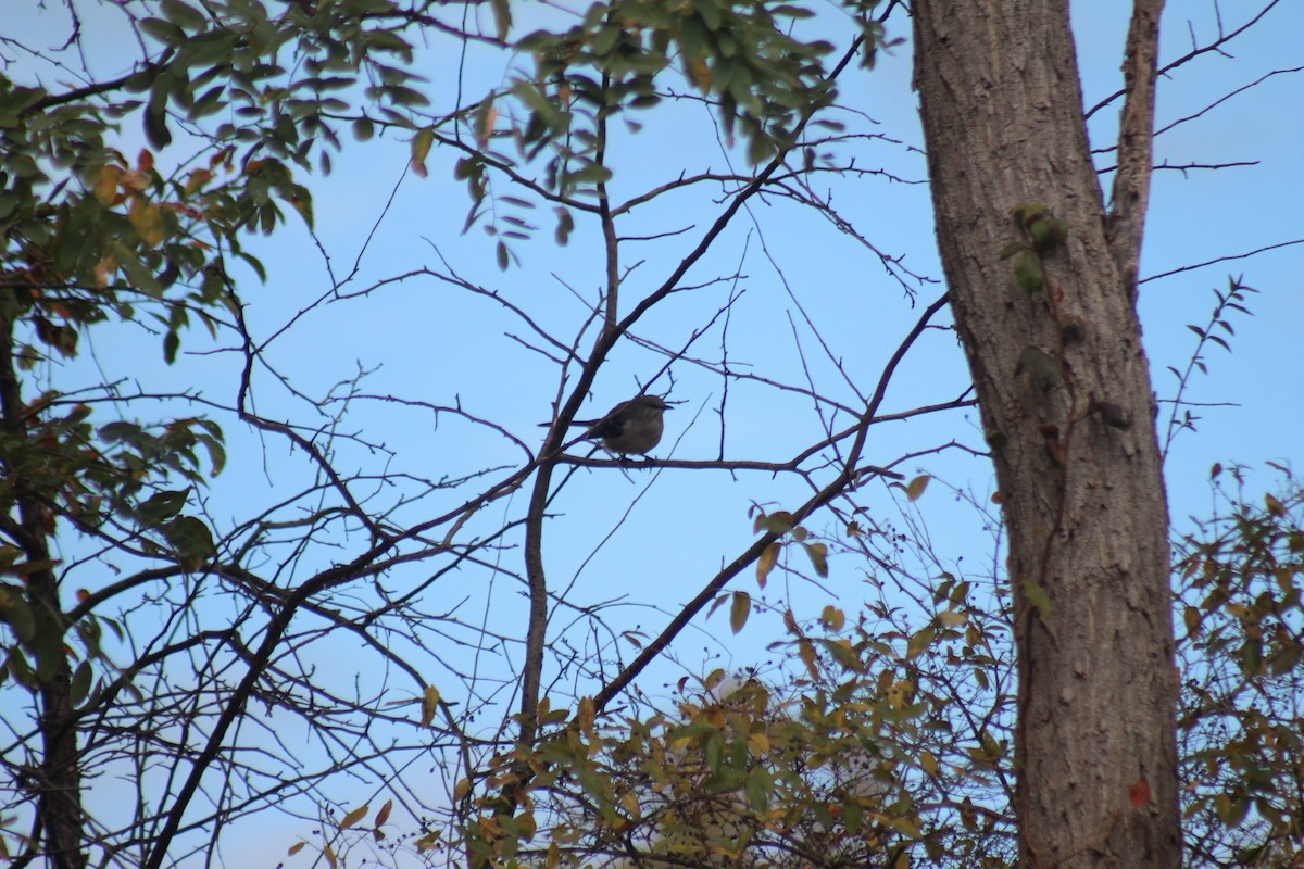 Sinsonte Norteño - ML644348464