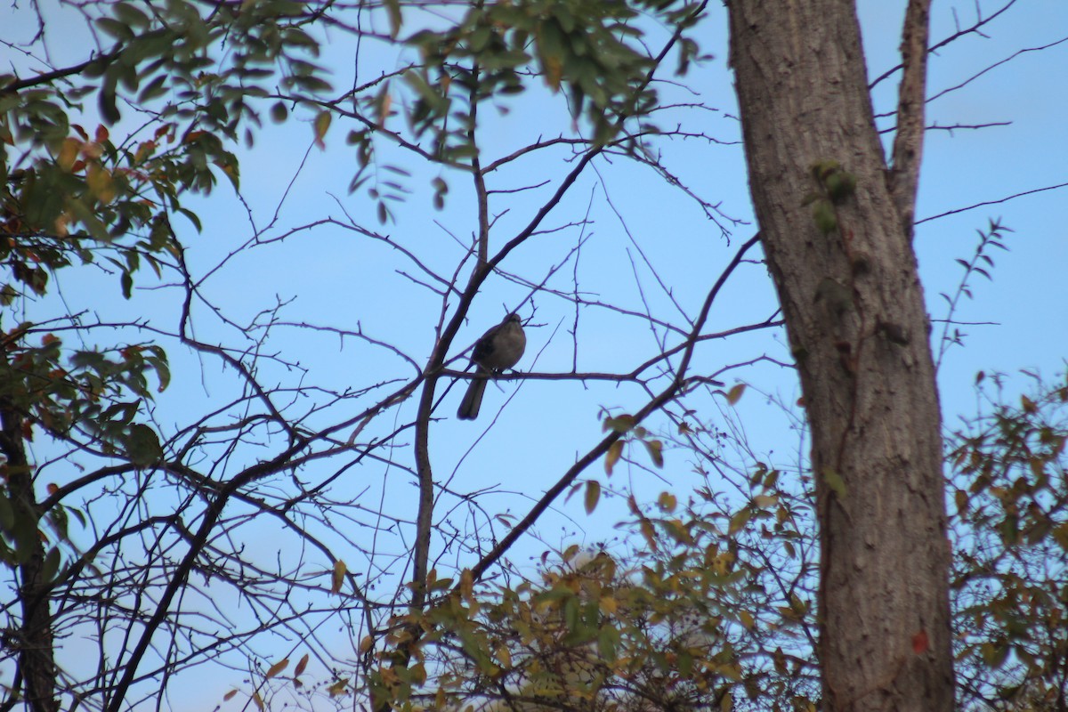 Sinsonte Norteño - ML644348466