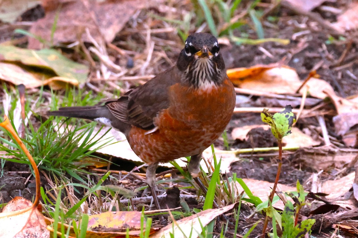 American Robin - ML644348470