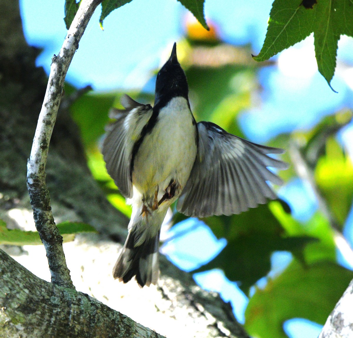 Black-throated Blue Warbler - ML644348472