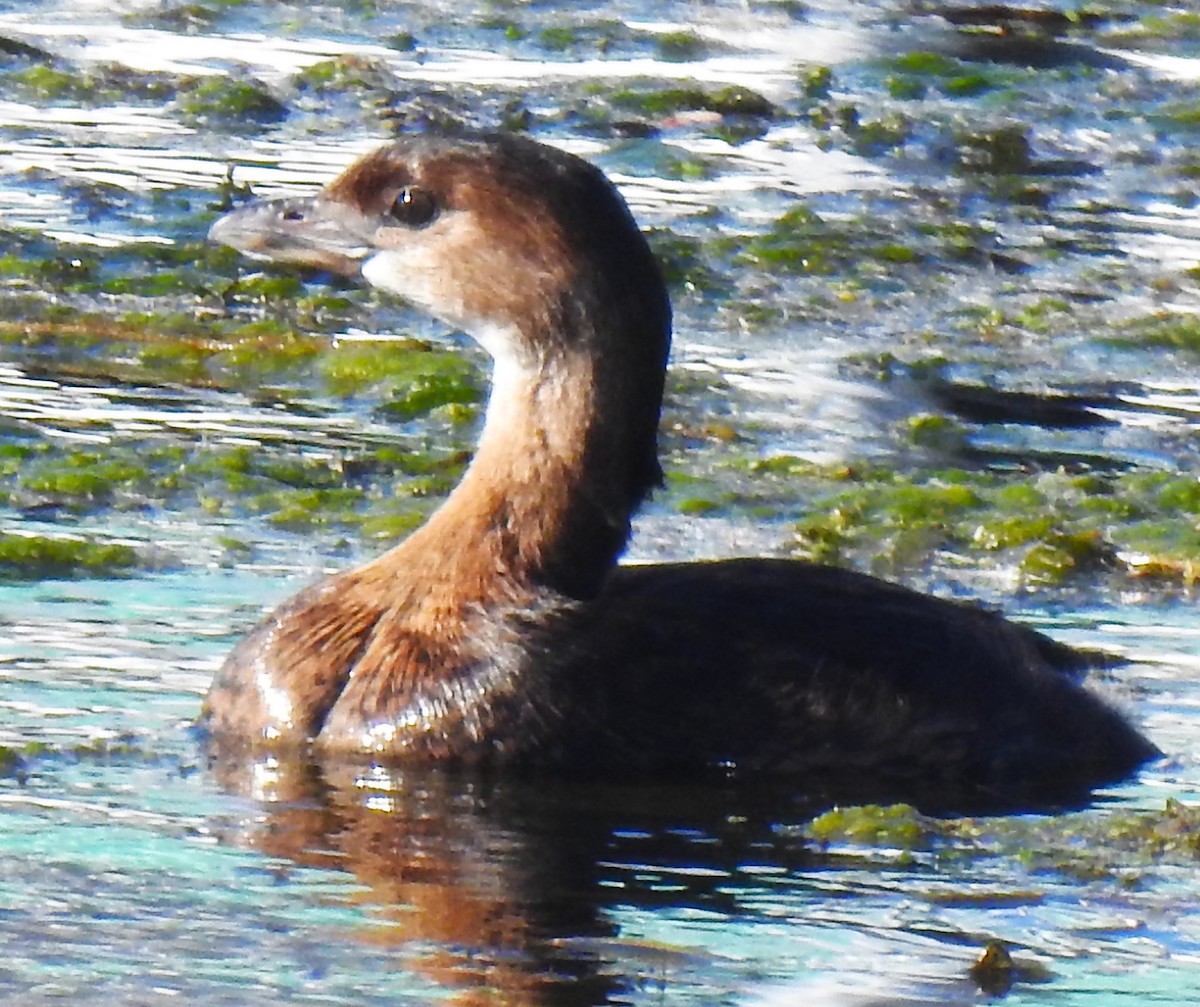 Pied-billed Grebe - ML644348478