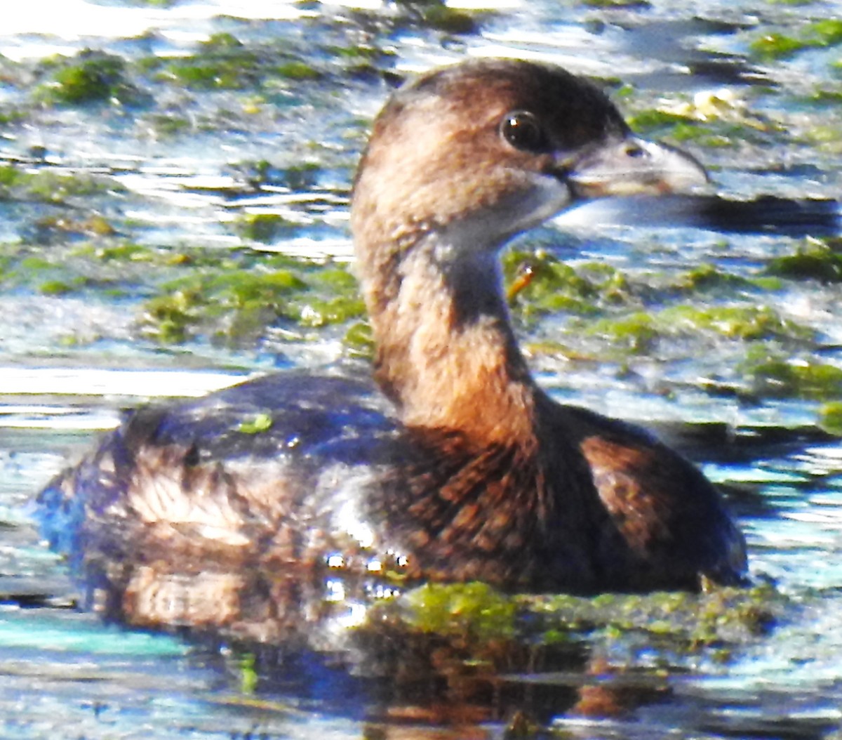 Pied-billed Grebe - ML644348479
