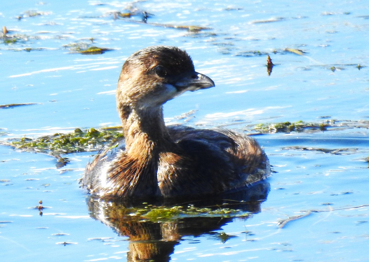 Pied-billed Grebe - ML644348480