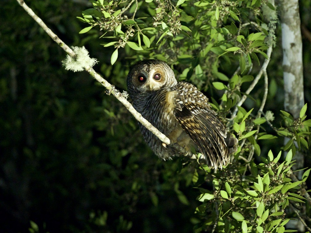 puštík rezavonohý - ML644348482