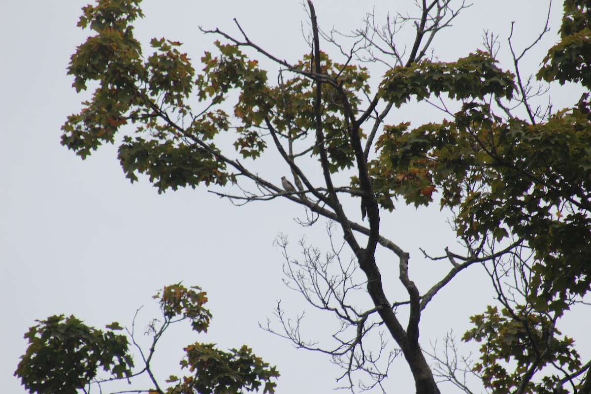 Tufted Titmouse - ML644348483