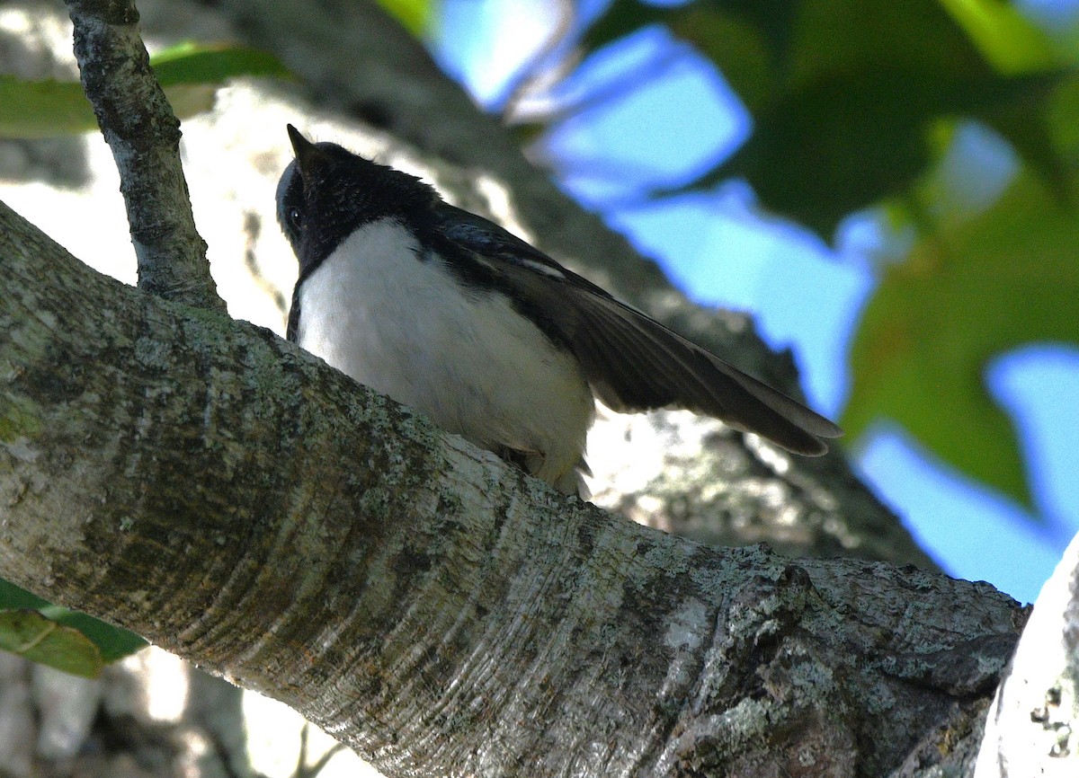 Black-throated Blue Warbler - ML644348484