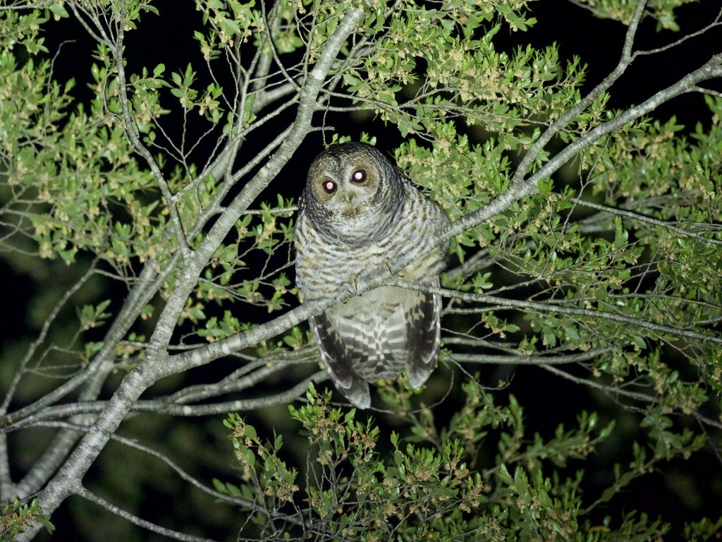 puštík rezavonohý - ML644348487