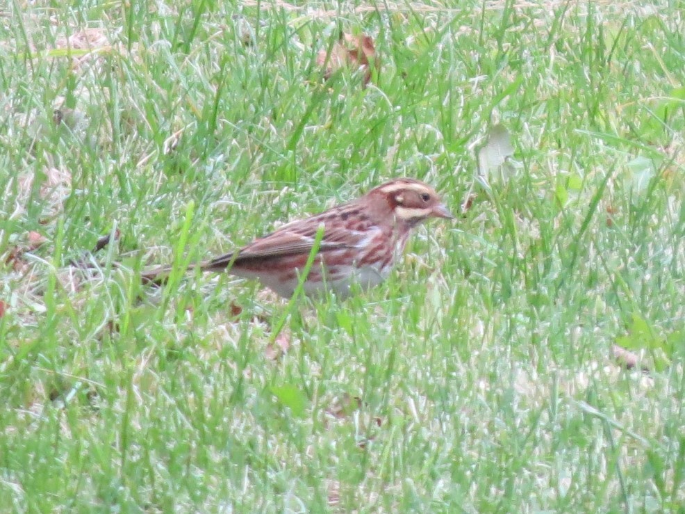 Rustic Bunting - ML644348488