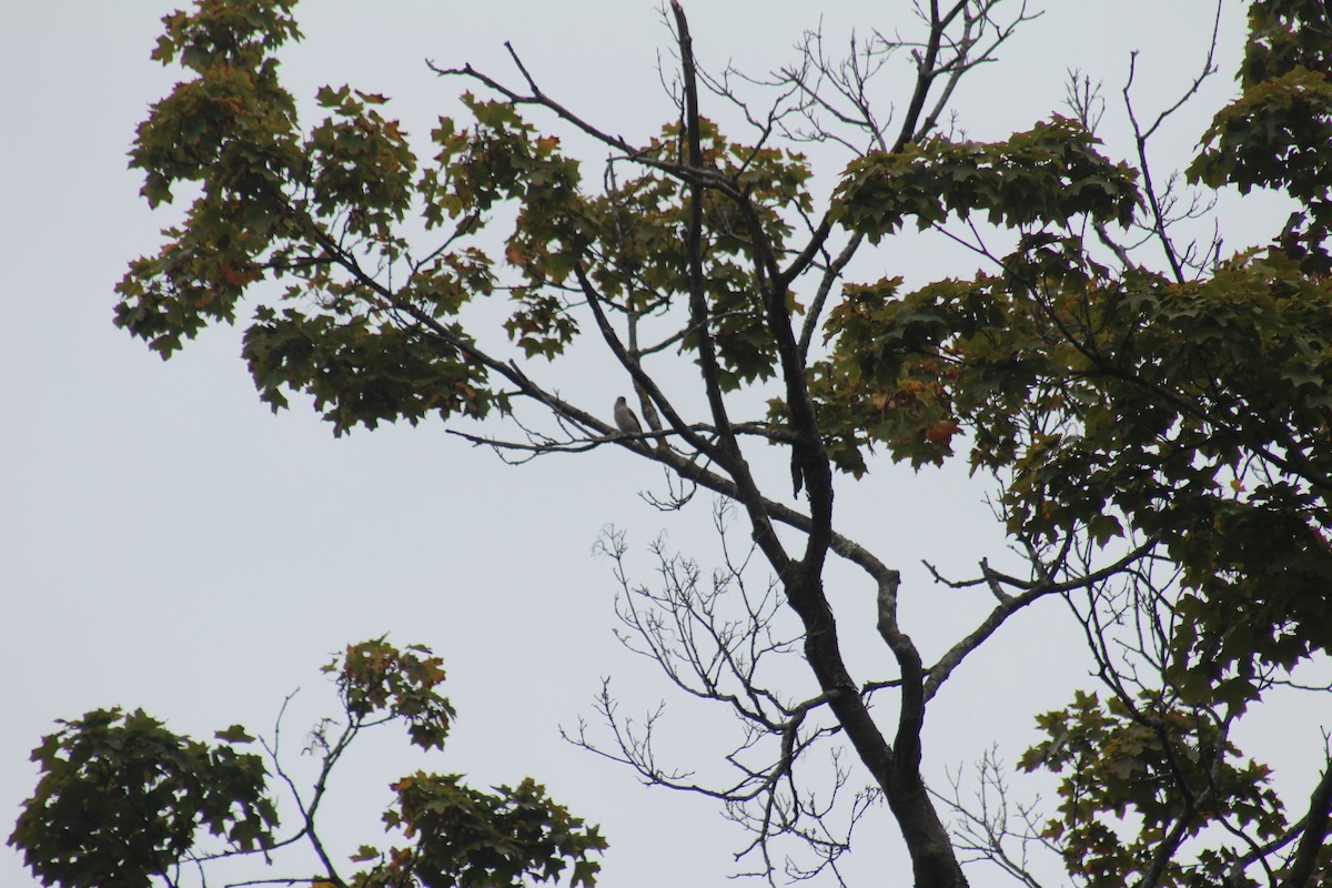 Tufted Titmouse - ML644348489