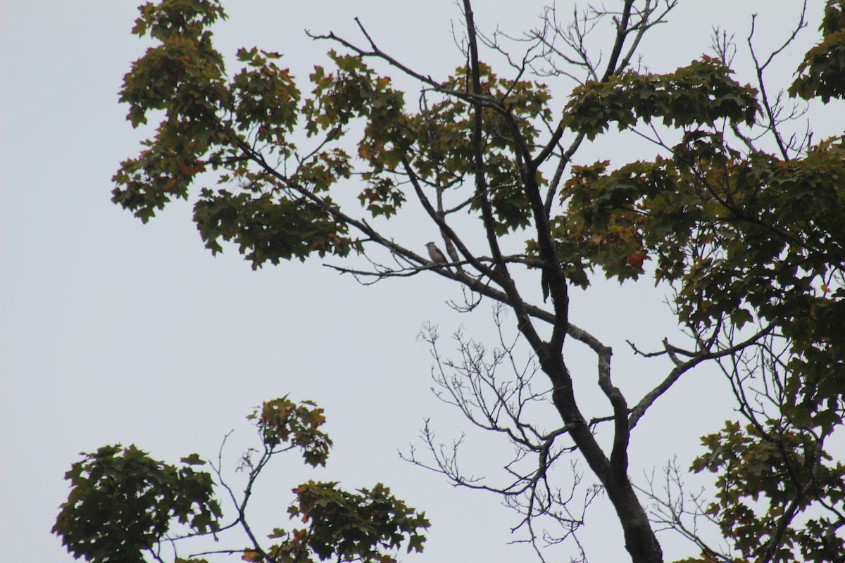 Tufted Titmouse - ML644348490