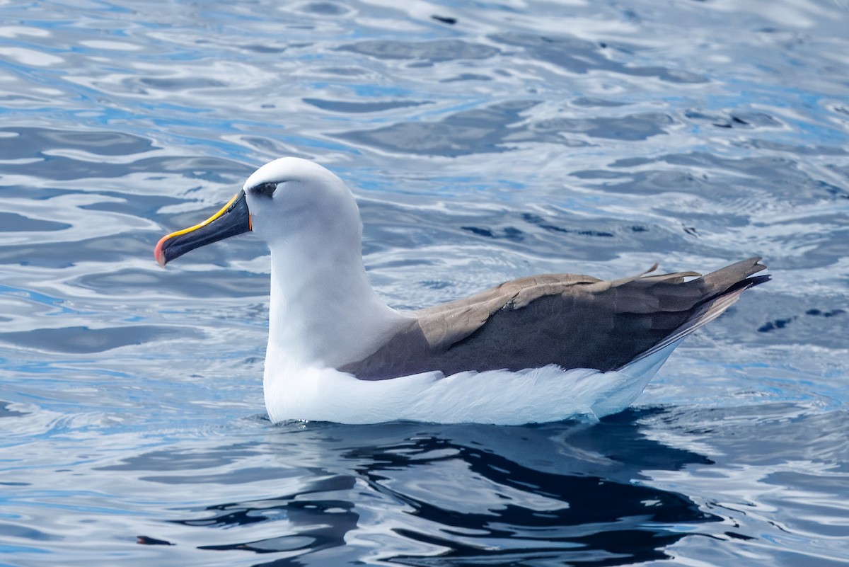 albatros pestrozobý - ML644348492