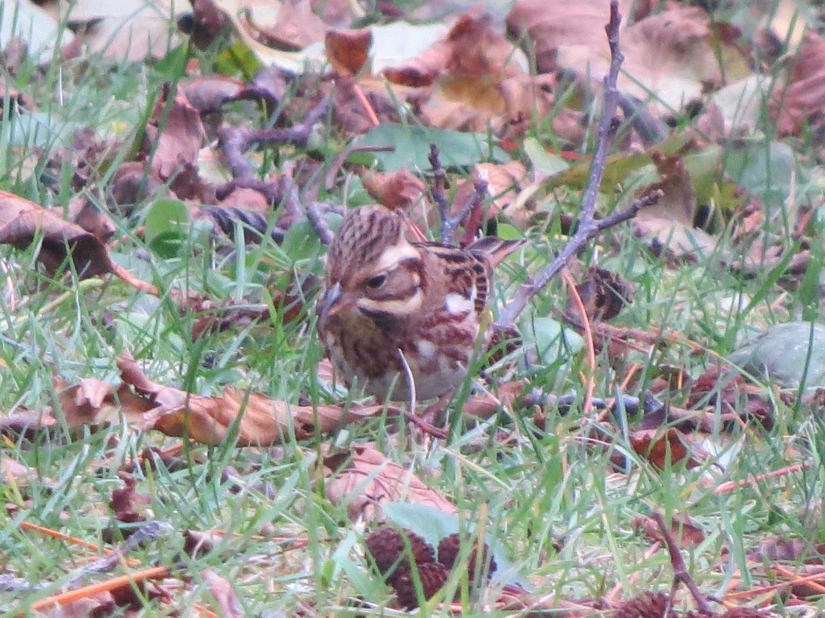 Rustic Bunting - ML644348493