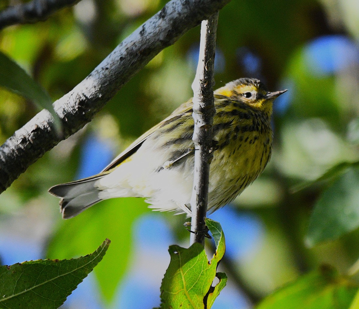 Cape May Warbler - ML644348497