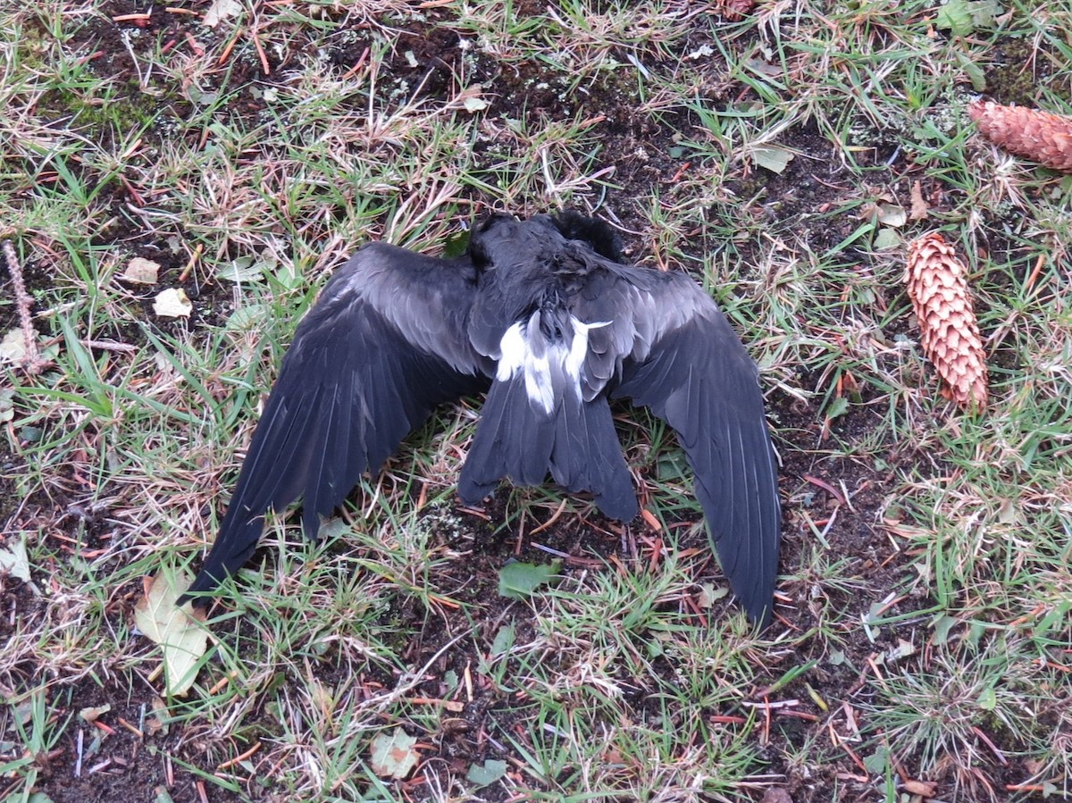 Leach's Storm-Petrel - ML644348505