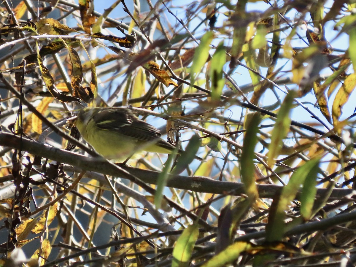 Western Tanager - ML644348506