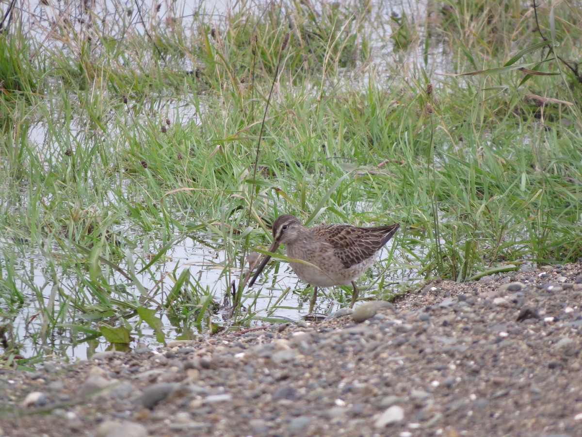 Long-billed Dowitcher - ML644348510