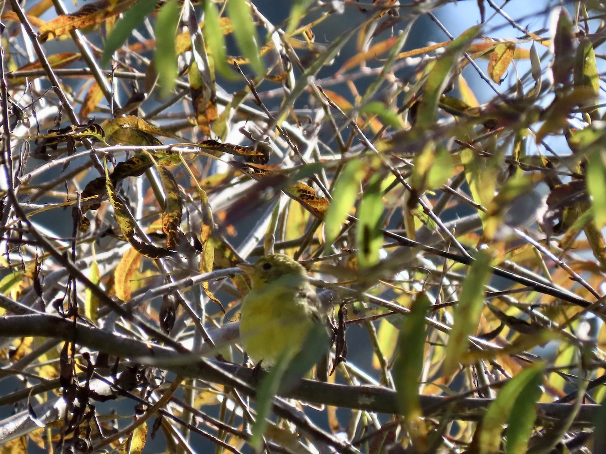 Western Tanager - ML644348526