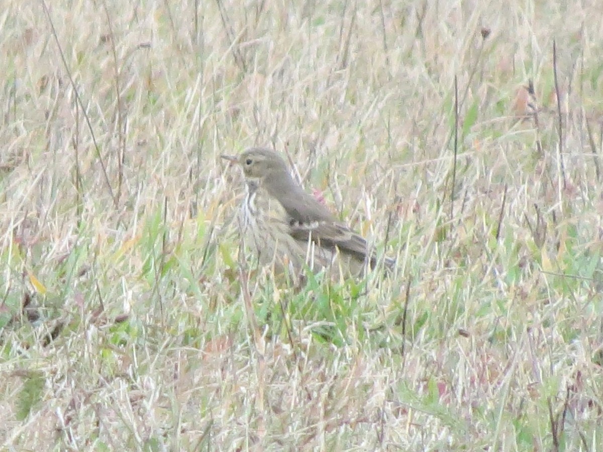 American Pipit - ML644348529