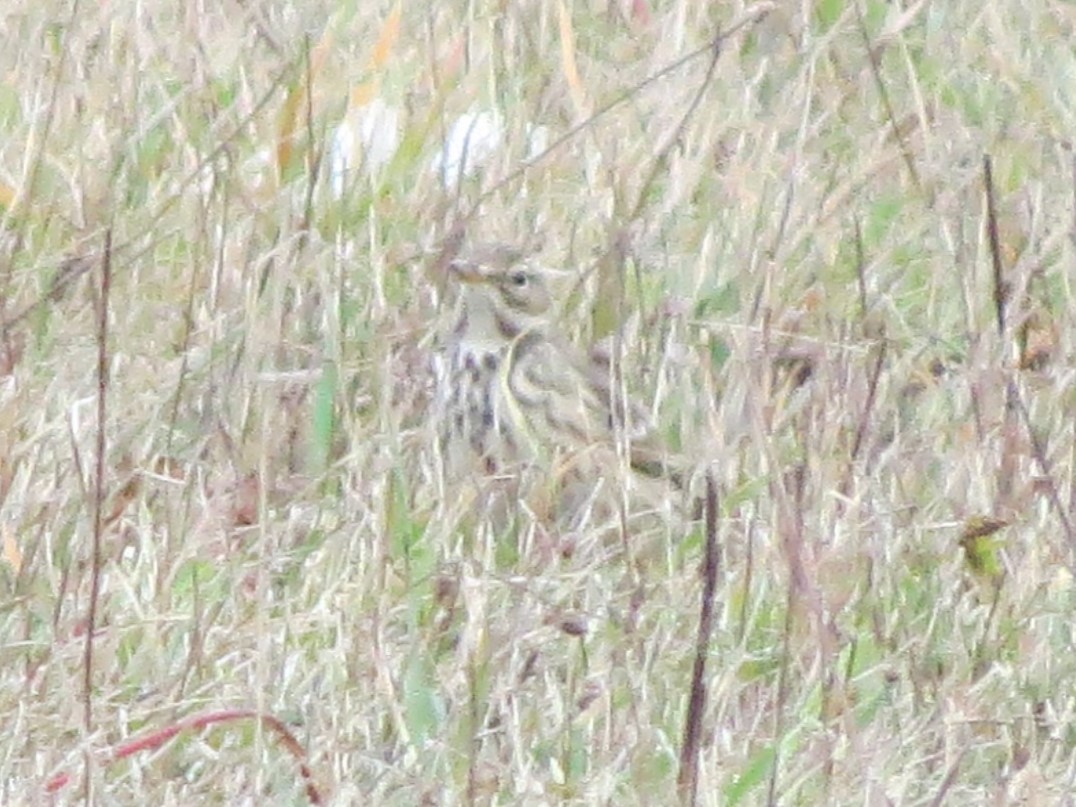 American Pipit - ML644348530