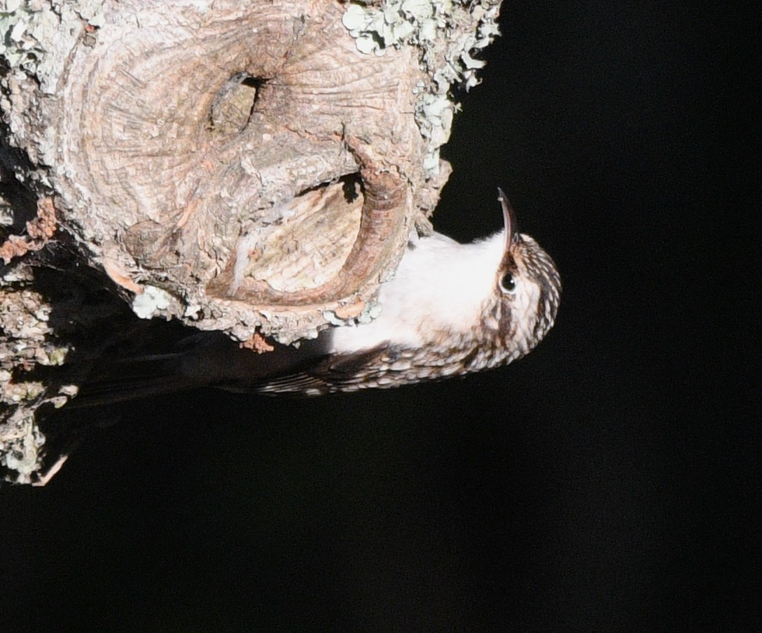 Brown Creeper - ML644348533
