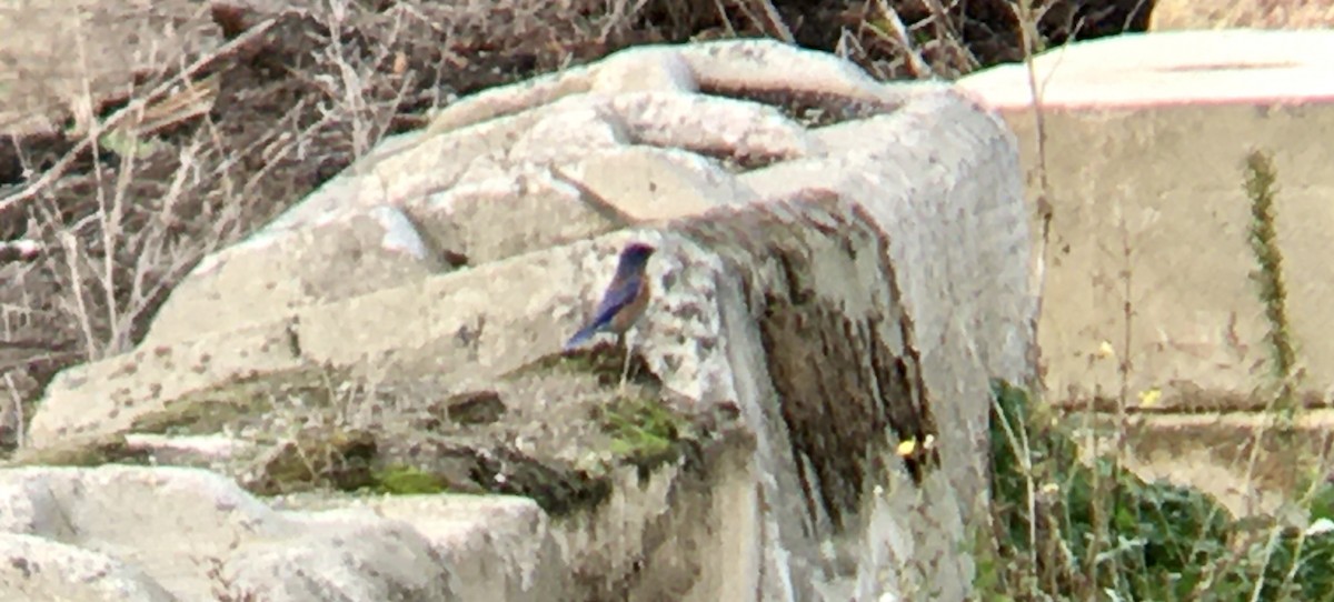 Western Bluebird - ML644348539