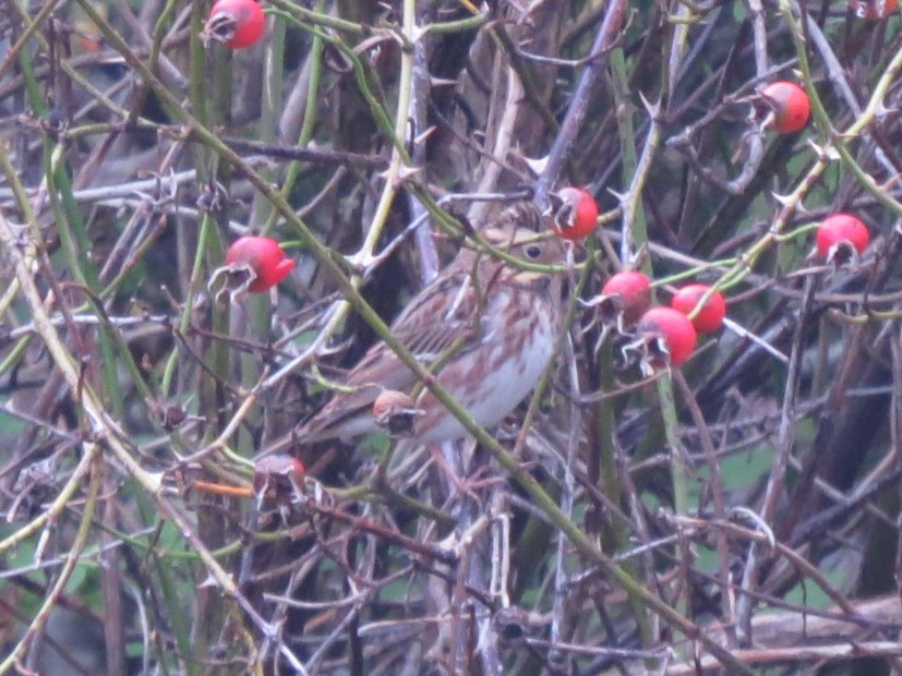Rustic Bunting - ML644348546