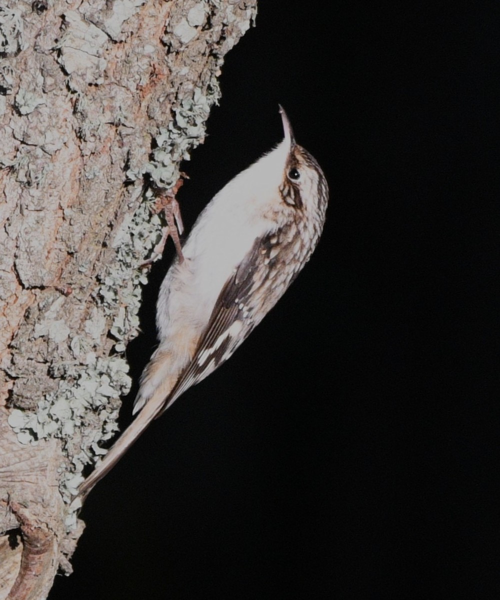 Brown Creeper - ML644348550