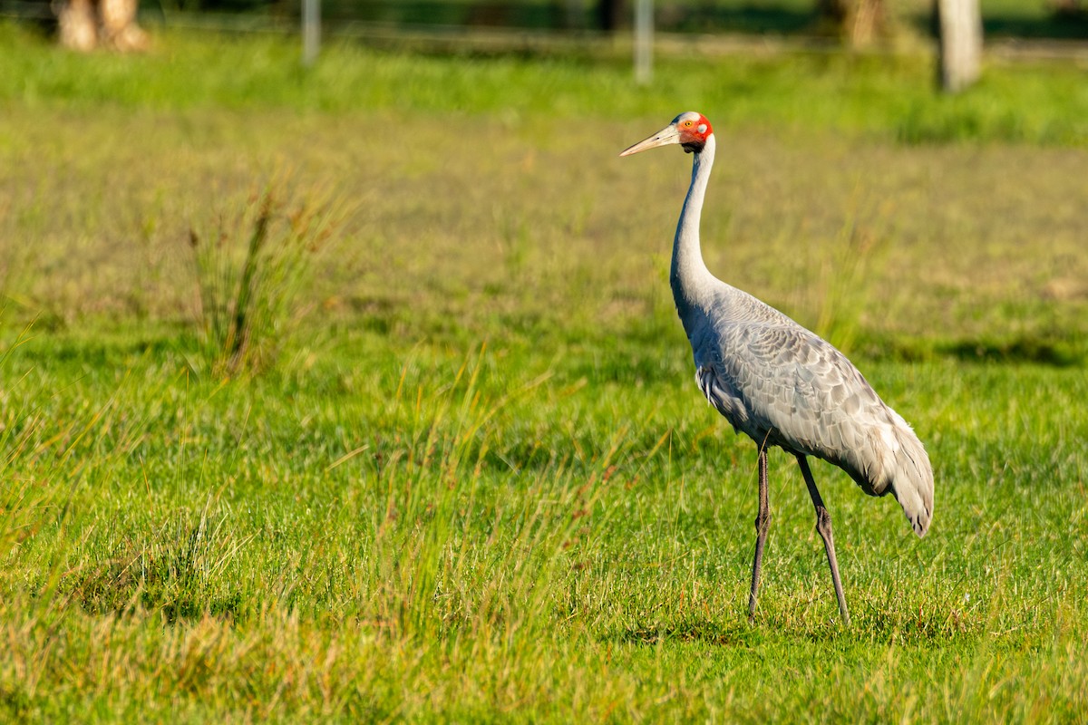 Brolga - ML644348555