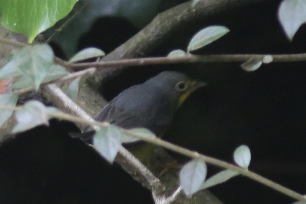 Болотянка строкатовола - ML644348556