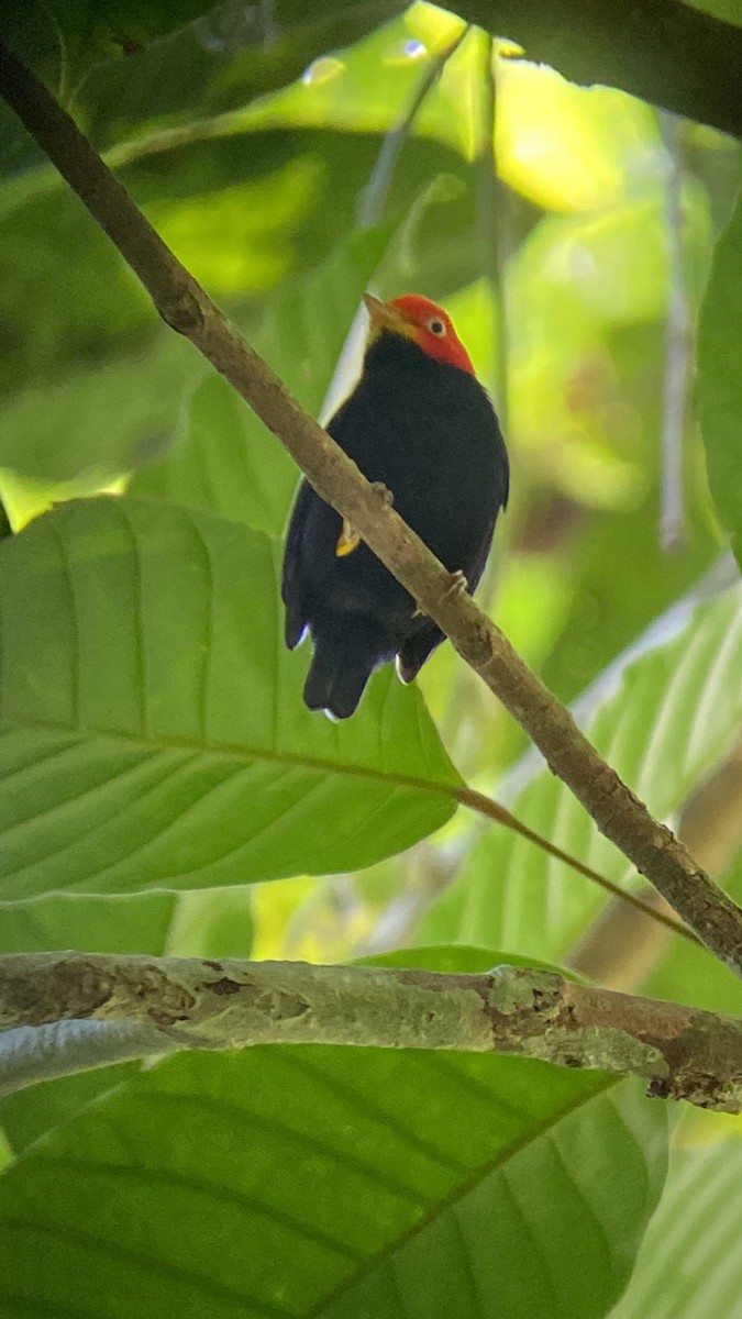 Red-capped Manakin - ML644348563