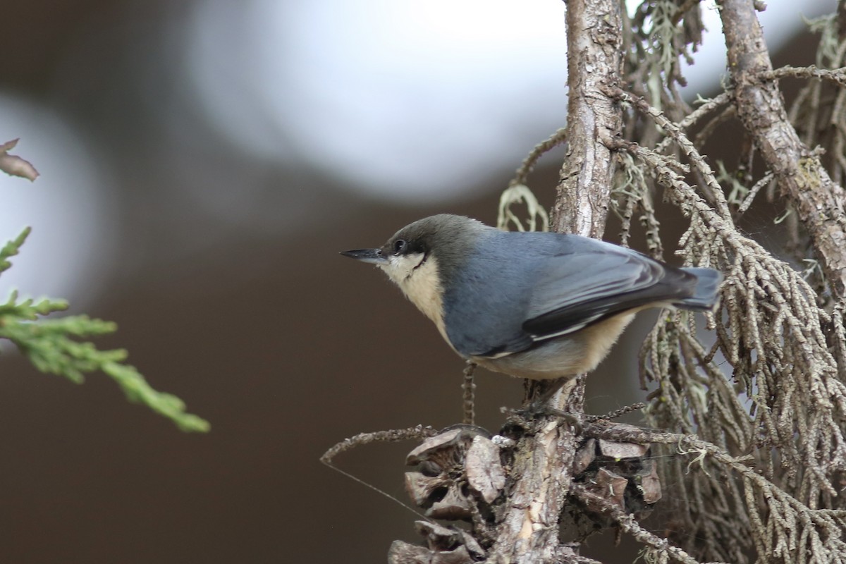 Pygmy Nuthatch - ML644348564