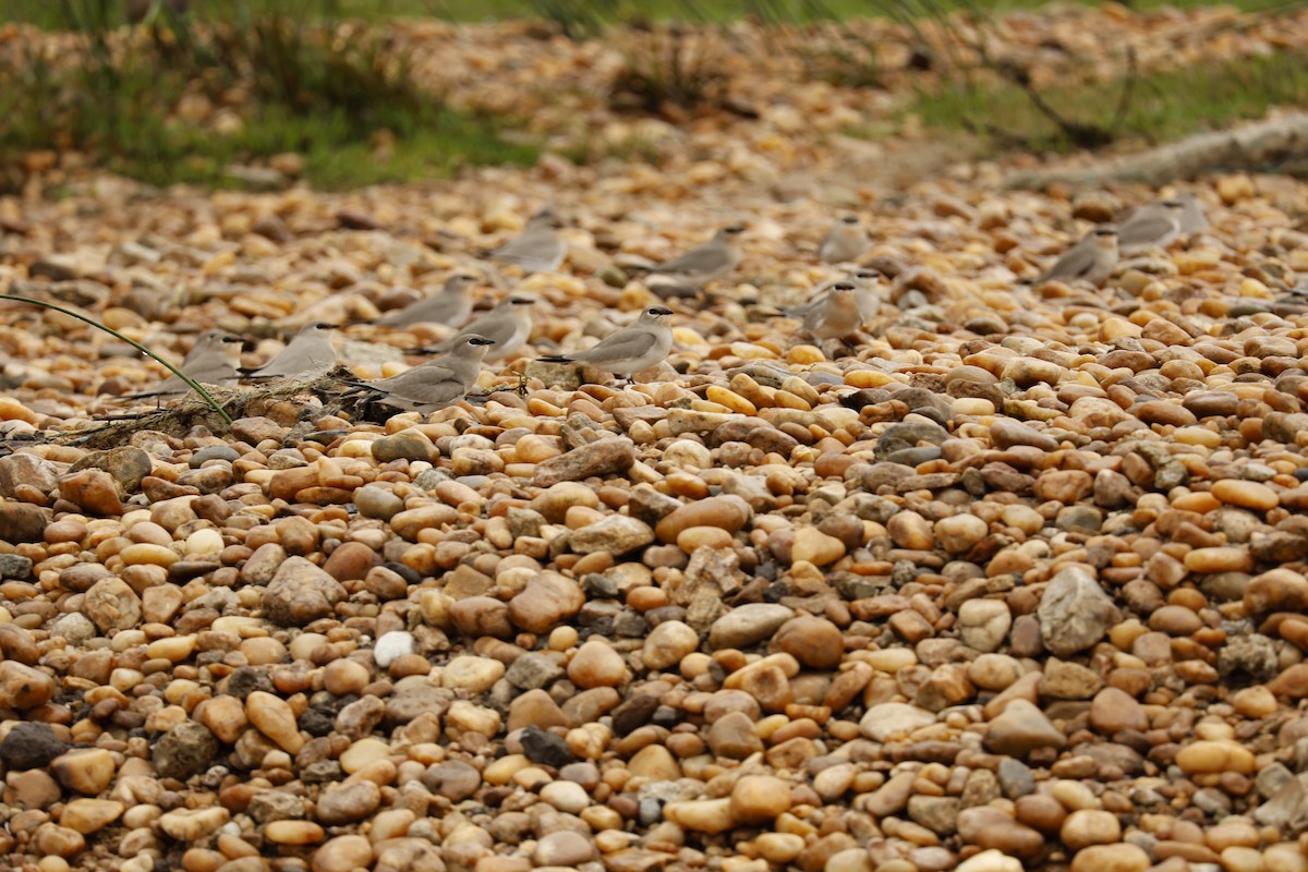 Small Pratincole - ML644348574