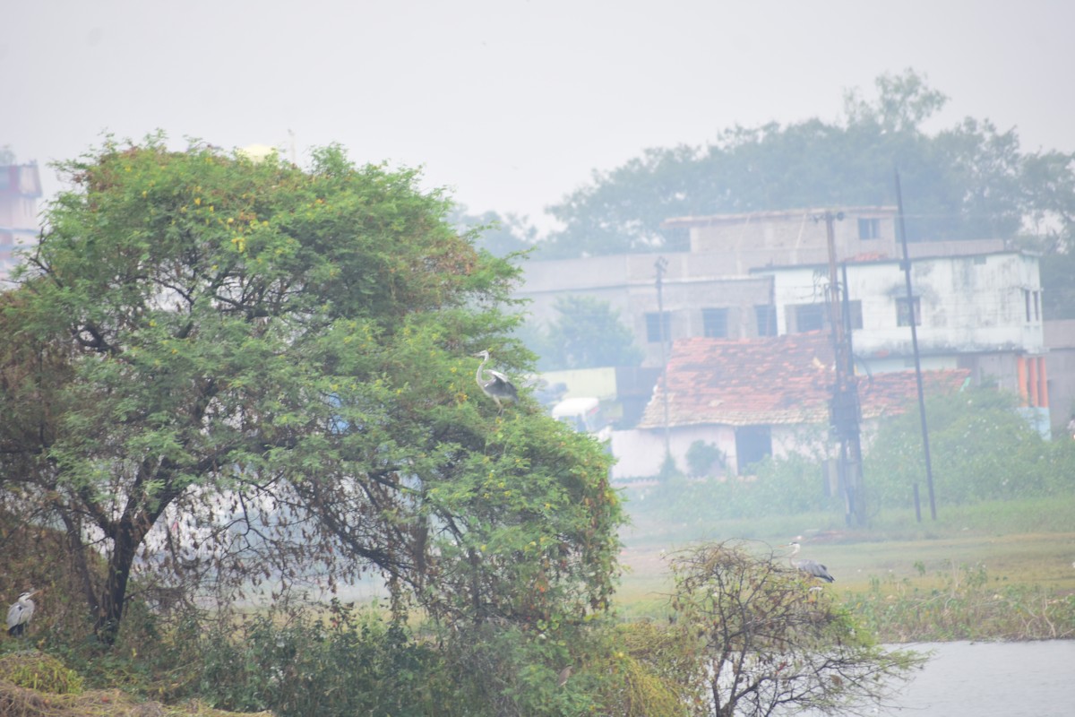 Gray Heron - SWATI RAHANGDALE
