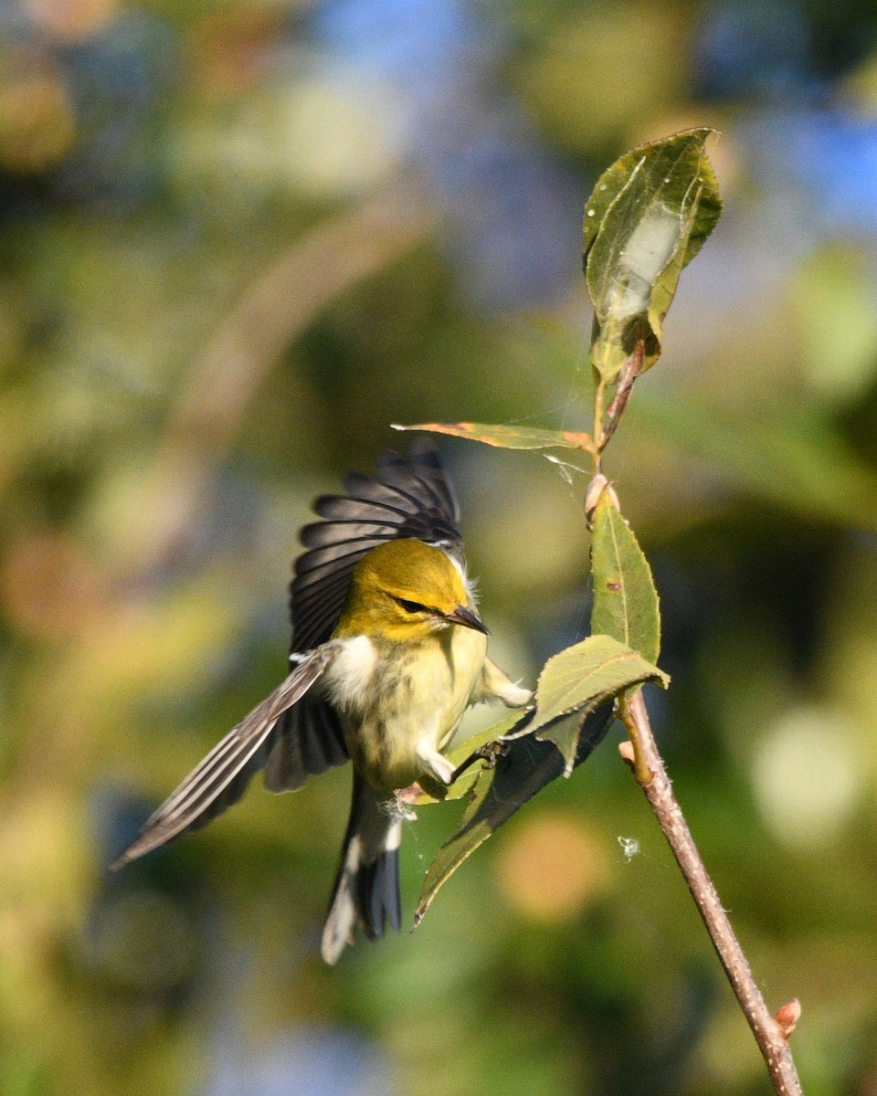 ノドグロミドリアメリカムシクイ - ML644348577