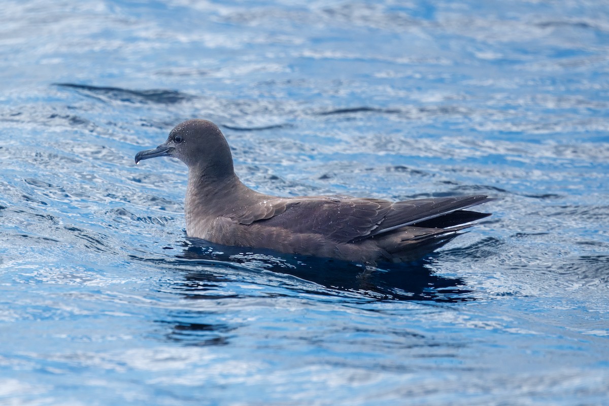 grålire - ML644348587