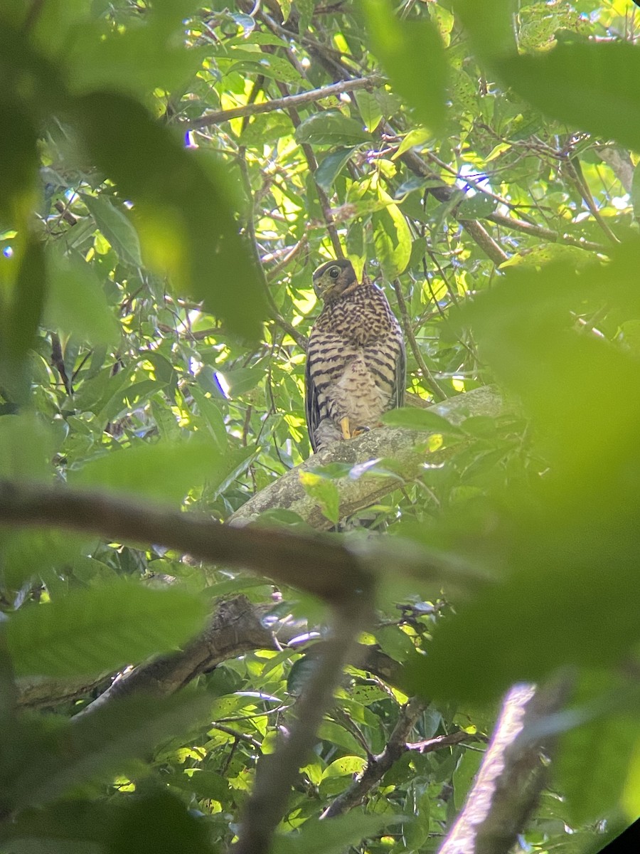 Collared Forest-Falcon - ML644348592