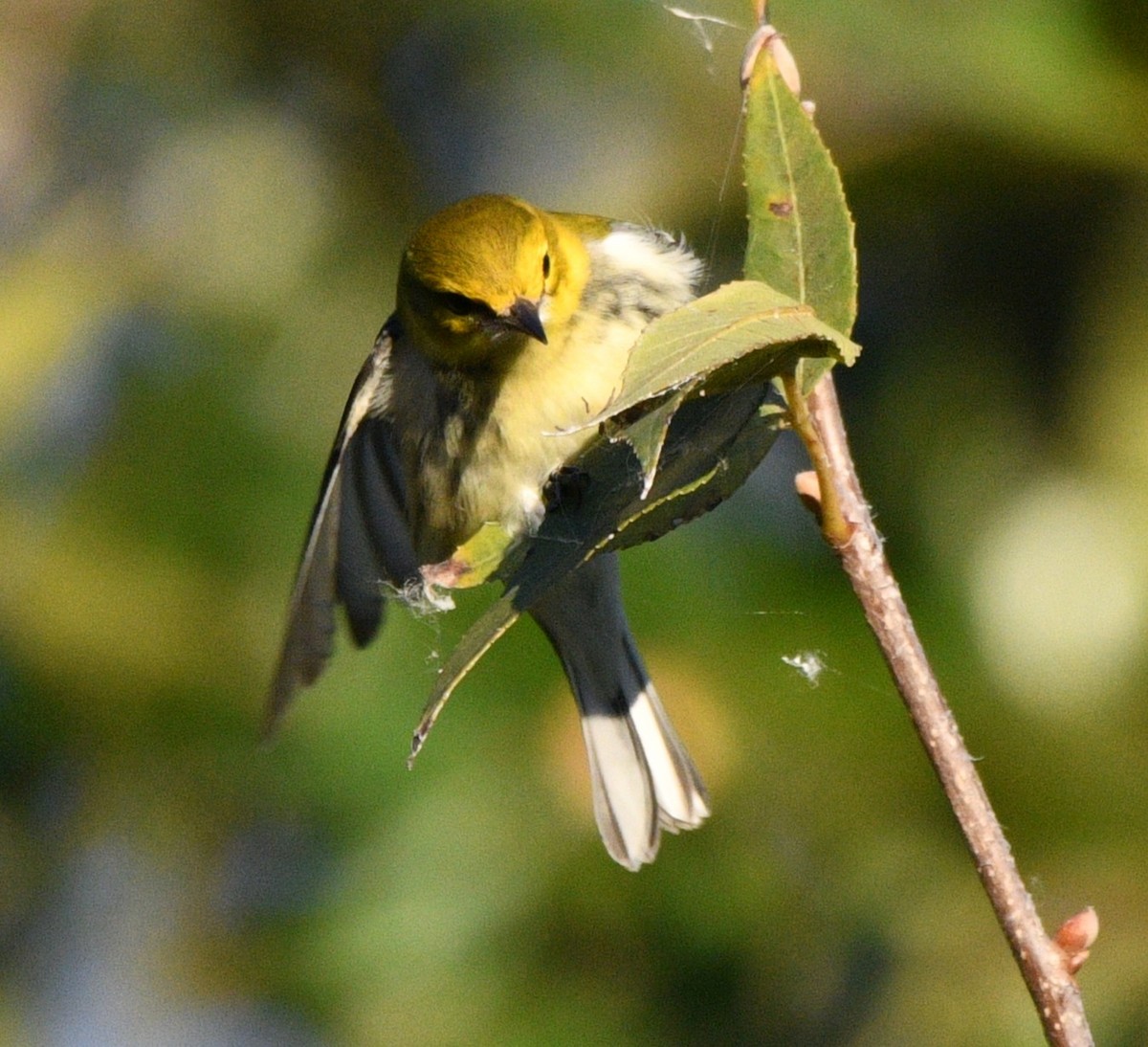 ノドグロミドリアメリカムシクイ - ML644348595