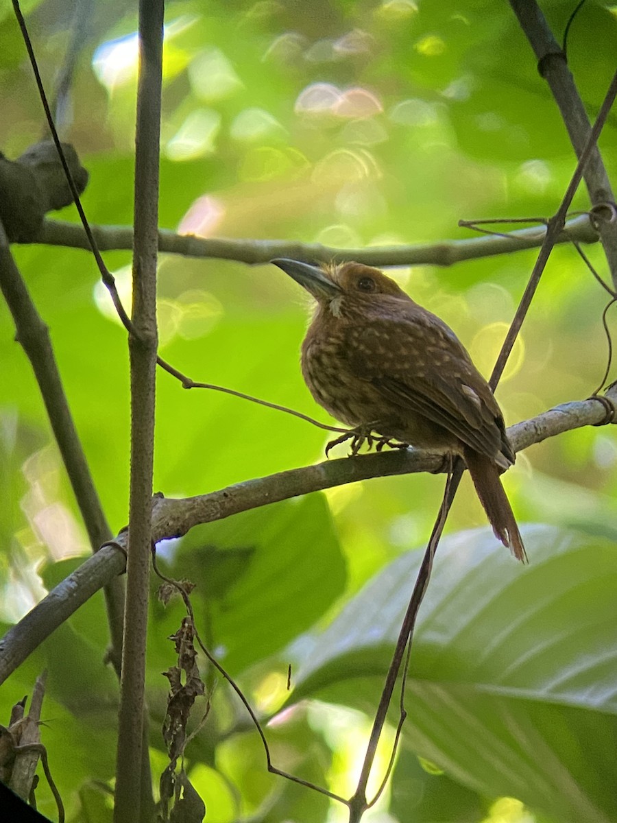White-whiskered Puffbird - ML644348607