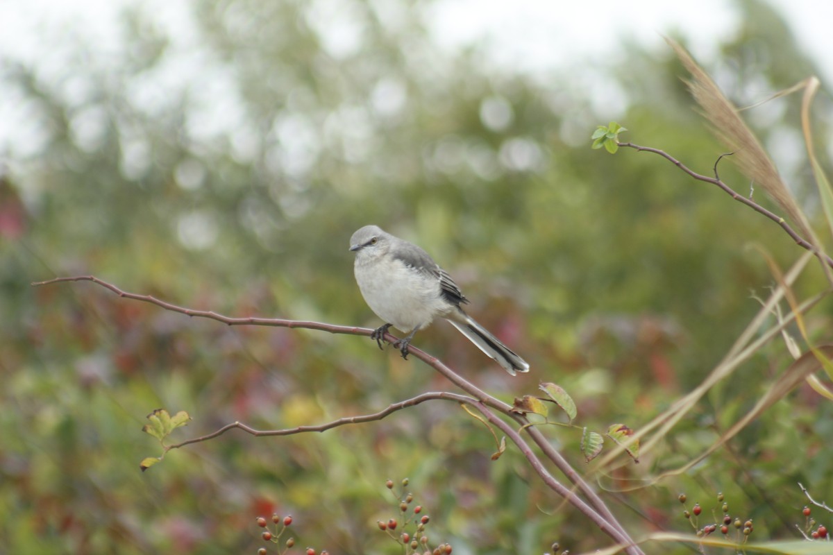 Sinsonte Norteño - ML644348613