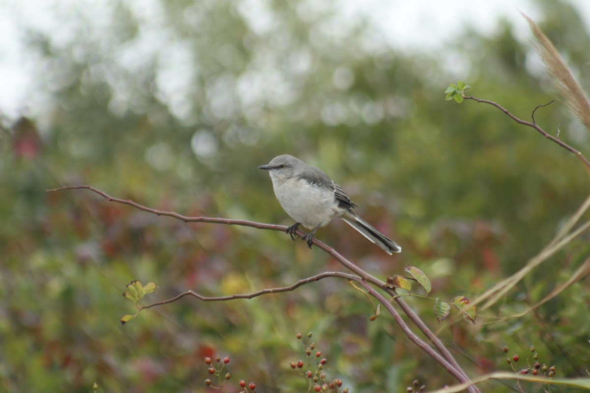 Sinsonte Norteño - ML644348614