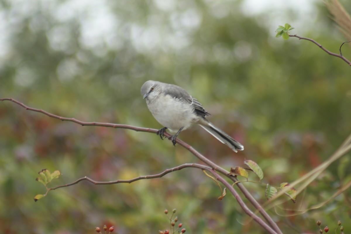 Sinsonte Norteño - ML644348616