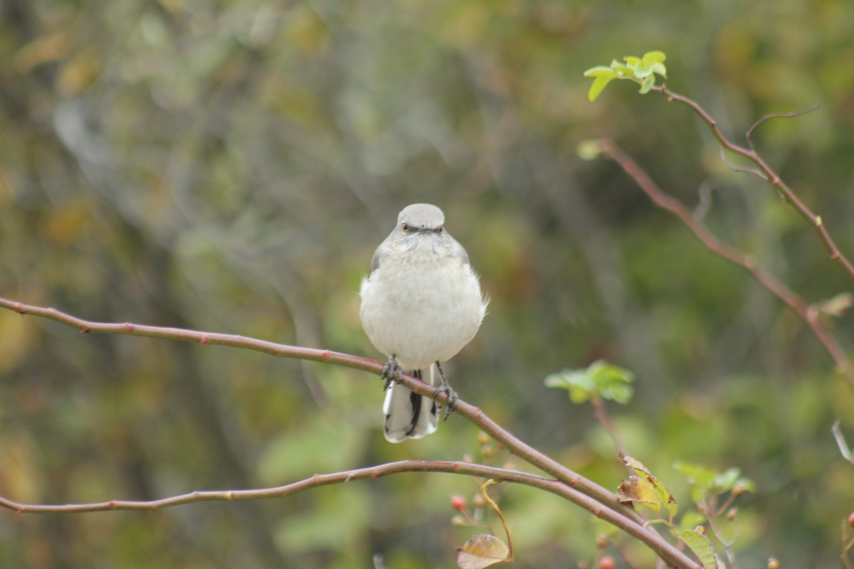 Sinsonte Norteño - ML644348617
