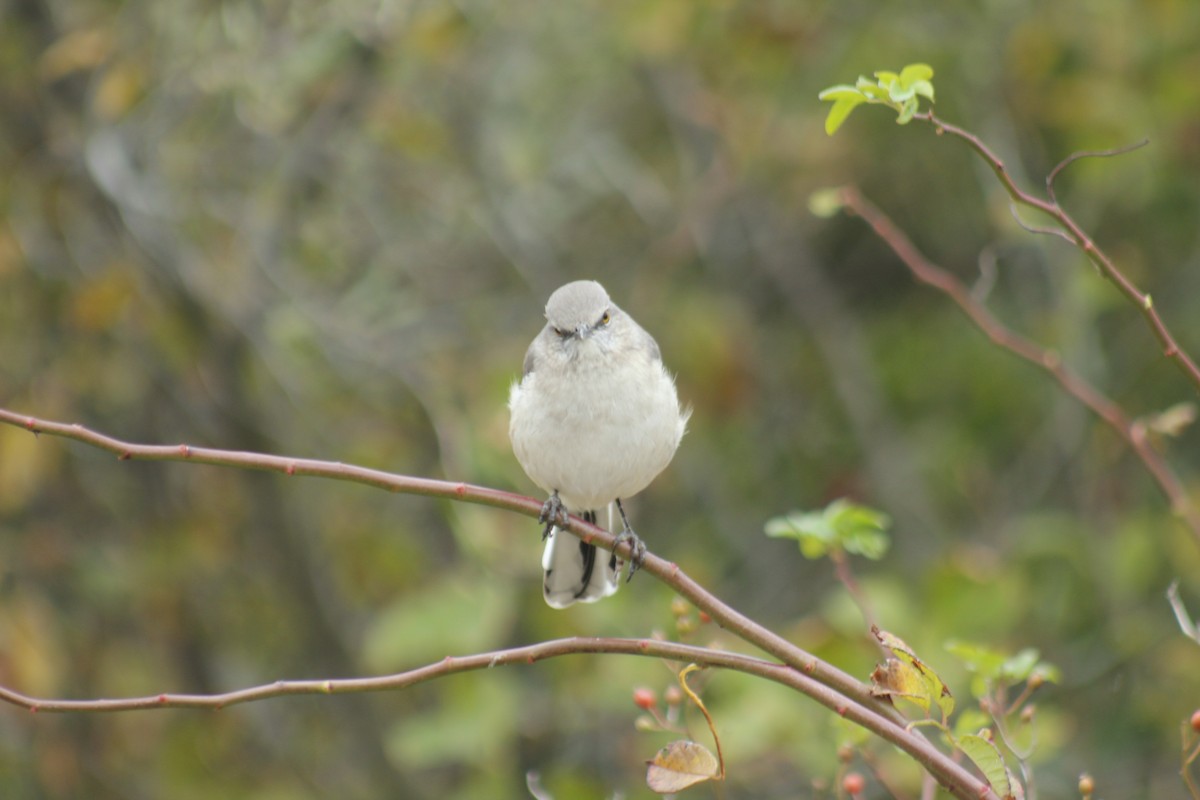 Sinsonte Norteño - ML644348619